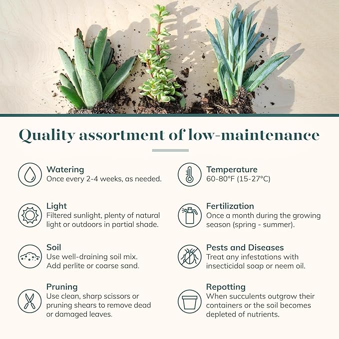 Shop Succulents Unique Succulent Plant Pack Collection - Live Mini Succulent Plants, Low Maintenance, Exceptional Colors & Textures - Wedding and Party Favors, Gift & Garden, Pack of 6