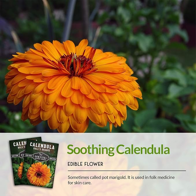 Survival Garden Seeds Ball's Orange Calendula Seed for Planting – 1 Packet with Instructions for Growing Medicinal Herbs in Your Home Vegetable Garden – Non-GMO Heirloom Variety Herb Seed