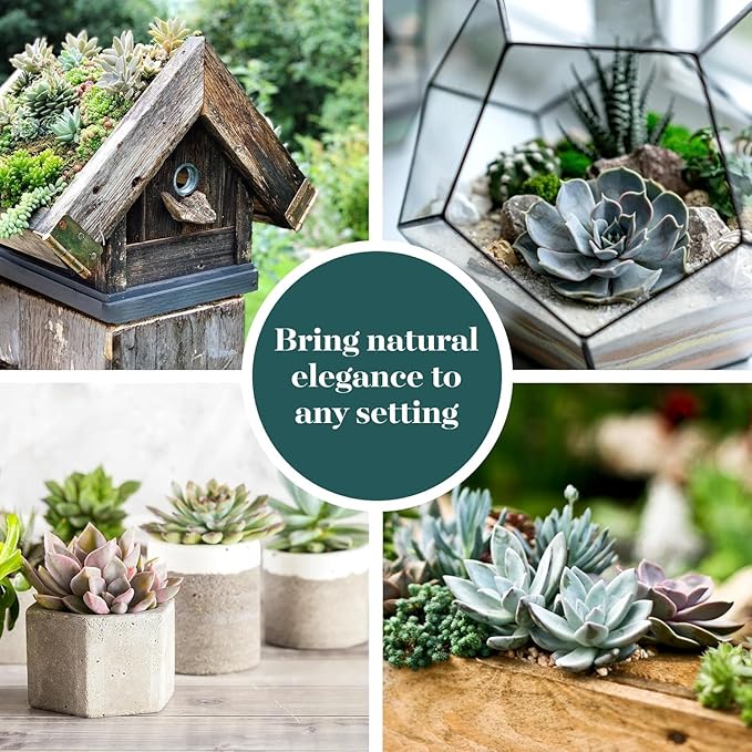 Shop Succulents Rosette Succulent Plant Pack Collection - Live Mini Succulent Plants, Low Maintenance, Floral Shaped Mix of Colors & Textures - Wedding and Party Favors, Gift & Garden, Pack of 20