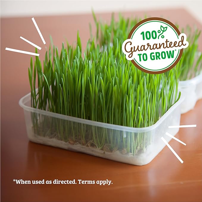 Back to the Roots Organic Wheatgrass Seeds – 2lb Non-GMO Value Pack; Great for Growing Nutritious Wheatgrass, Also Catgrass (Natural Hairball Remedy for Cats)