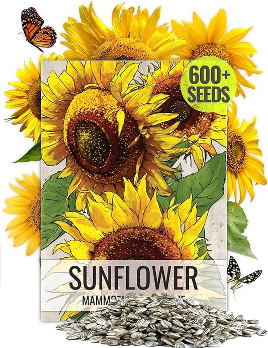 Seed Needs, 600+ Sunflower Seeds Mammoth Grey (Helianthus annuus, Non-GMO) Large Resealable Pouch, Tall Growing Sun Flowers, Flower Seeds Produce Large Heirloom Sunflowers, Great for Gardens - Bulk