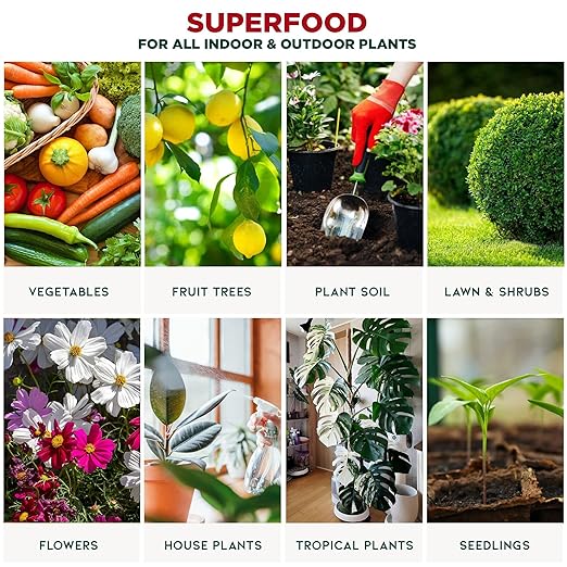 Organic Kelp Fertilizer for Succulents and Cacti by Gardenera - 8 oz - Nourish Your Succulent and Cactus with Liquid Kelp Power