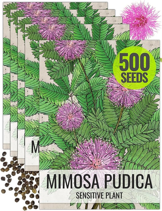 Seed Needs Sensitive Plant Seeds for Planting Mimosa pudica - Heirloom & Open Pollinated Annual Flowers - Pink Blooms with Leaves That React to Touch (5 Packs)