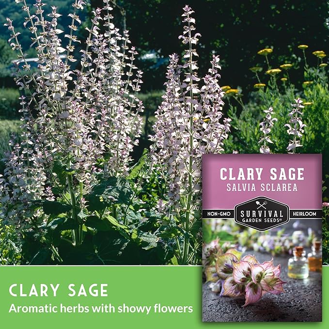 Survival Garden Seeds - Clary Sage Seed for Planting - 2 Packs with Instructions to Plant & Grow Salvia Sclarea Medicinal Herbs in Your Herbal Garden - Non-GMO Heirloom Variety