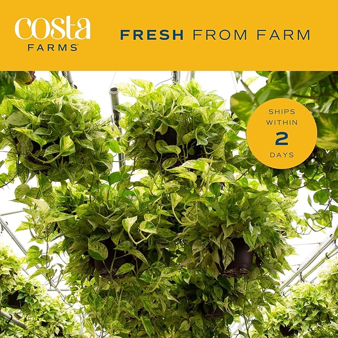 Costa Farms Live Pothos Plant, Easy Grow Vining Live Indoor Houseplant, Air Purifying Trailing Plant in Indoor Garden Plant Pot, Housewarming Gift, Room, Home Decor, 10-12 Inches Tall