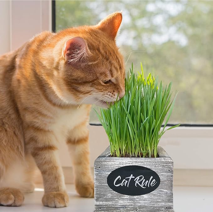 Cat Grass for Indoor Cats Kit – Best Value Organic Seed & Soil for 3 Growing Cycles, Natural Hairball Remedy & Cat Gifts (White Wash)
