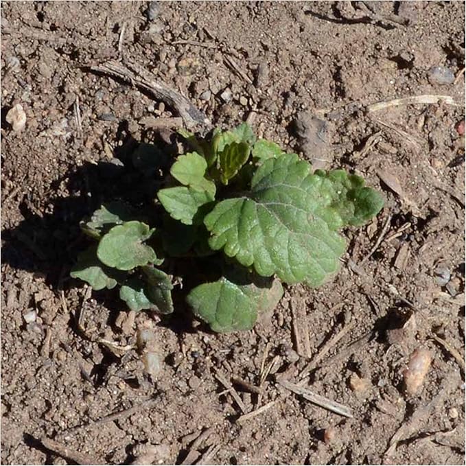 Seed Needs Anise Hyssop Seeds for Planting - Non-GMO, Heirloom & Untreated - Organically Grow a Medicinal/Culinary Herb Garden for Tea & Essential Oils (5 Packs)