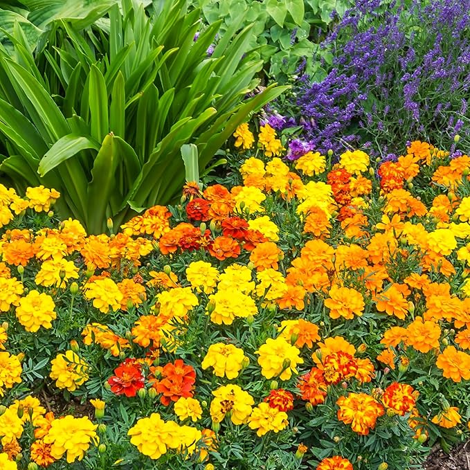 The Old Farmer's Almanac Marigold Seeds (Petite Mixture) - Approx 200 Flower Seeds - Premium Non-GMO, Open Pollinated, USA Origin