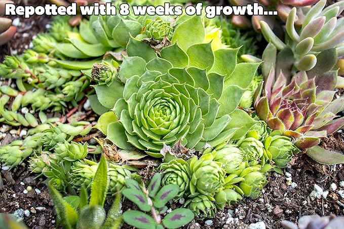 Sempervivum Succulents Plants Live Indoor Plants (5PK), Sempervivum Plants Live Houseplants, Hen and Chicks Live Plants Indoor House Plants, Rosette Succulent Plants in Plant Pots by Plants for Pets