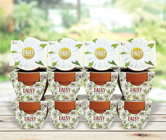 BUZZY Terracotta Mini Grow Pots for Adults and Kids | Daydream Daisy Flower | 12-Count case| Best Gardening Gifts or Party Favors for Wedding, Birthday, Shower, Valentine | Guaranteed to Grow…