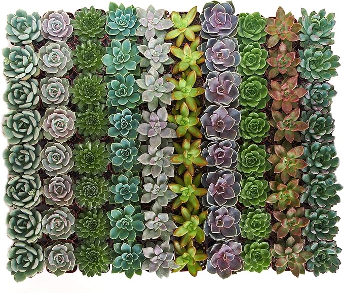 Shop Succulents Rosette Succulent Plant Pack Bulk Collection - Live Mini Succulent Plants, Low Maintenance, Floral Shaped Mix of Colors & Textures - Wedding and Party Favors, Gift & Garden, Pack of 32