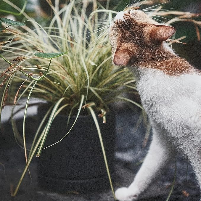 6 + 8 Inch Plant Pots, Ceramic Planter Pot with Drainage Hole & Saucer, Indoor/Outdoor Cylinder Round Planter Pot, Matte Black